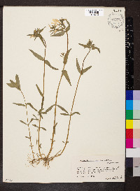 Phlox divaricata var. laphamii image