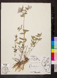 Phlox divaricata var. laphamii image