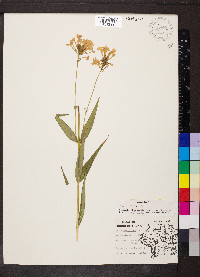 Phlox glaberrima image