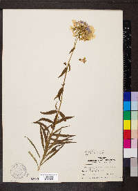 Phlox glaberrima image