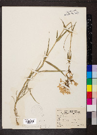 Phlox glaberrima image