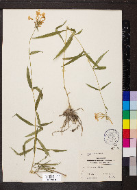 Phlox glaberrima image
