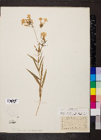 Phlox glaberrima image