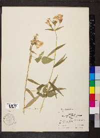 Phlox glaberrima image
