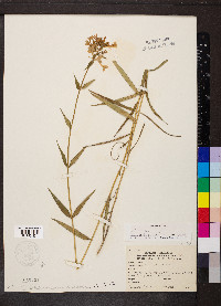 Phlox glaberrima image