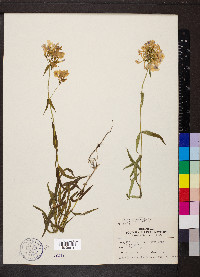 Phlox glaberrima image