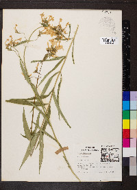 Phlox glaberrima image