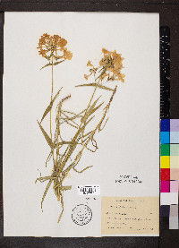 Phlox glaberrima image