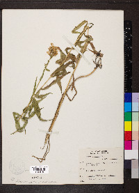 Phlox glaberrima image