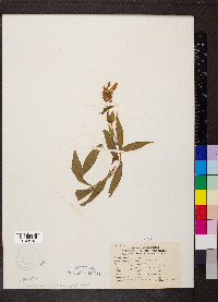 Phlox glaberrima image