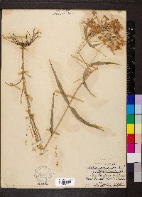 Phlox glaberrima image