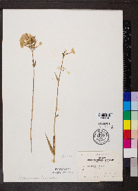 Phlox glaberrima image