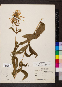 Phlox paniculata image