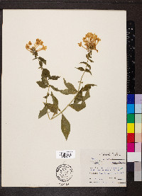 Phlox paniculata image