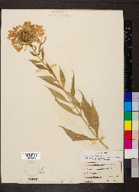 Phlox paniculata image