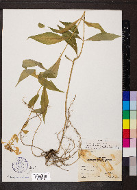 Phlox paniculata image