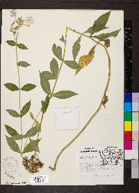 Phlox paniculata image