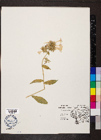 Phlox paniculata image