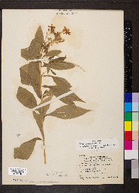 Phlox paniculata image