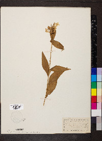 Phlox paniculata image