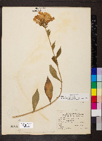 Phlox paniculata image