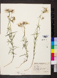 Phlox glaberrima image