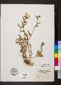 Phlox divaricata var. laphamii image