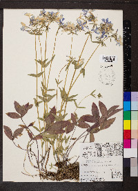 Phlox divaricata var. laphamii image