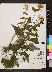 Phlox paniculata image