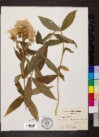 Phlox paniculata image