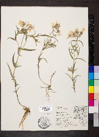 Phlox pilosa var. fulgida image