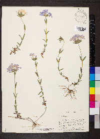 Phlox amoena image