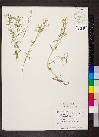 Phlox bifida subsp. bifida image