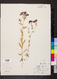 Phlox cuspidata image