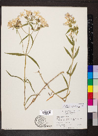 Phlox glaberrima image