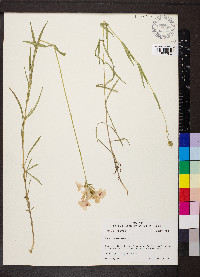 Phlox glaberrima image