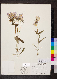 Phlox latifolia image