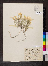 Phlox longifolia image