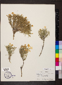 Phlox longifolia image