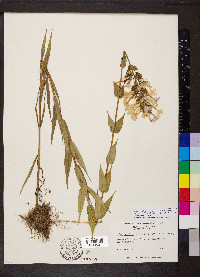 Phlox maculata subsp. pyramidalis image