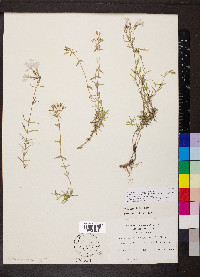 Phlox nivalis image