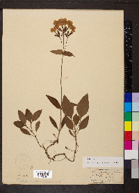 Phlox ovata image