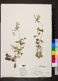 Phlox stolonifera image