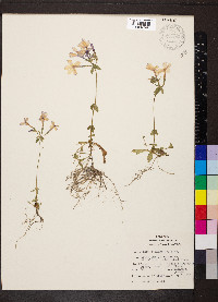 Phlox stolonifera image