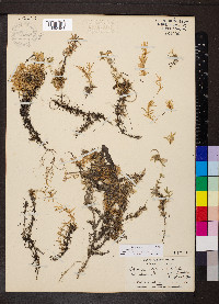 Phlox mollis image
