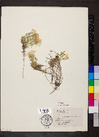 Phlox subulata image