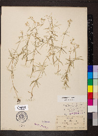 Phlox bifida image