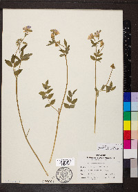 Polemonium reptans image