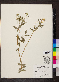 Polemonium reptans image