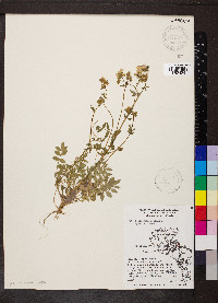 Polemonium reptans image